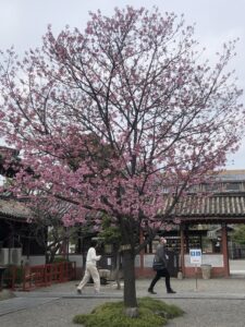 Cherry blossom in Kyoto (c) Sian Francis-Cox 2024