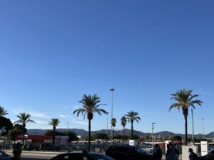 Palm trees, Barcelona