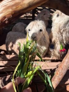 Alpacas in the CCaccaccollo community, Cusco
